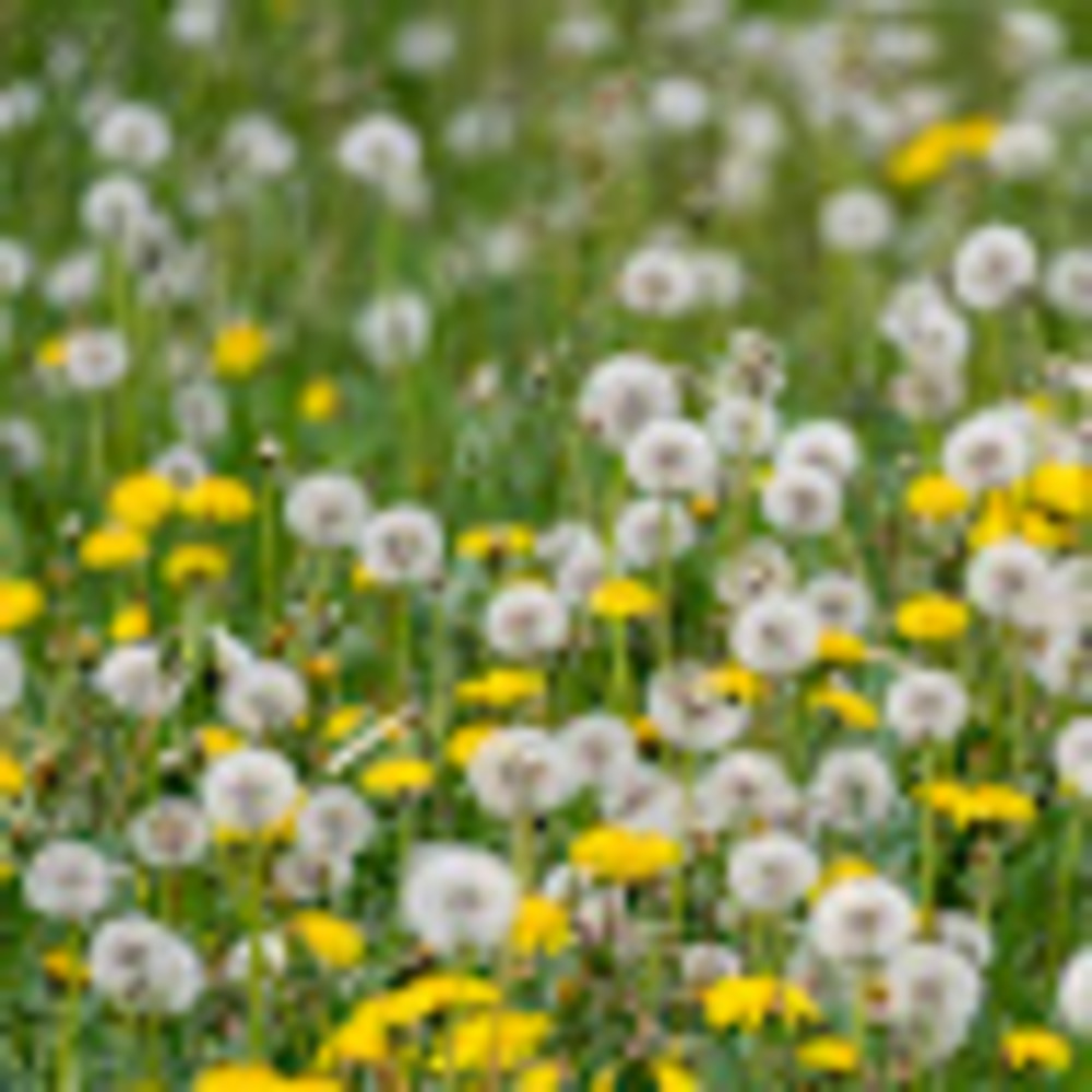 Meet your Posher, Arvena